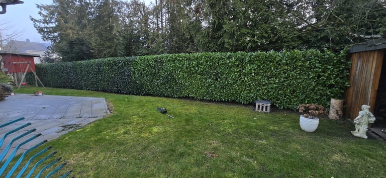 Residential backyard with manicured lawn, green hedge fence, and garden ornaments